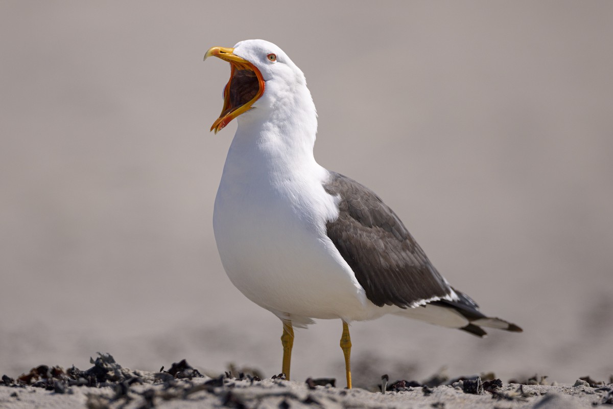 Goéland brun - ML620378339