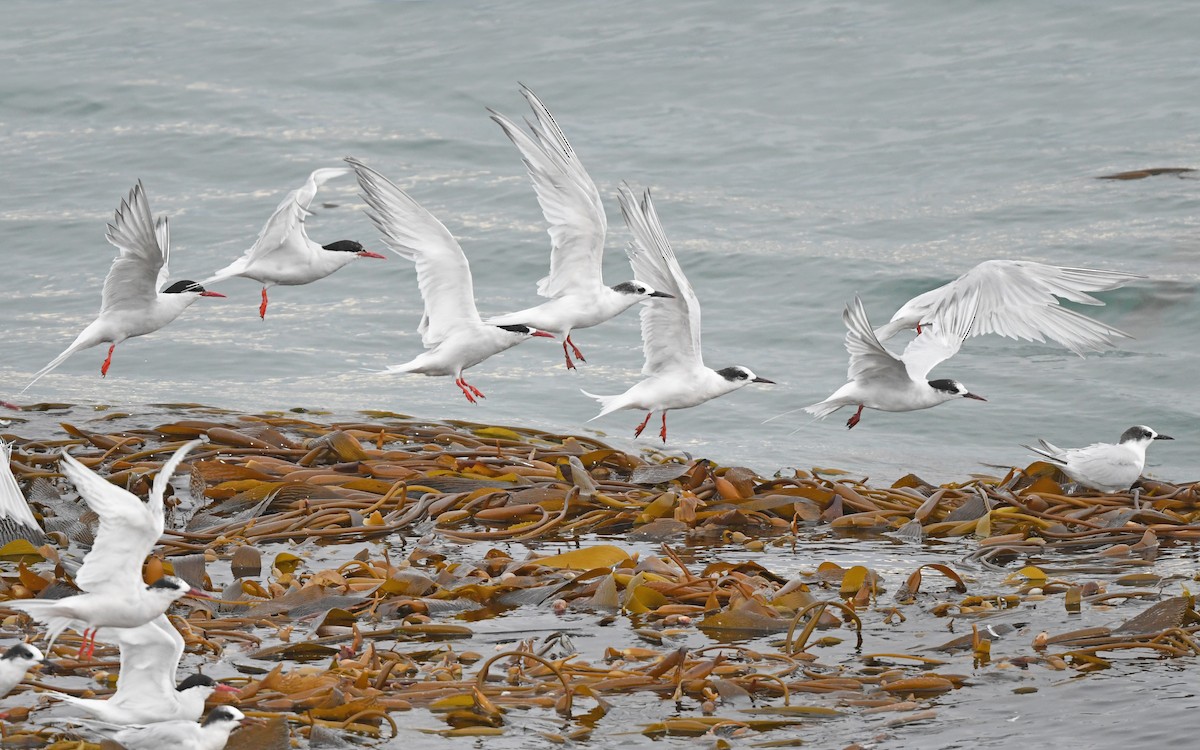 South American Tern - ML620378344