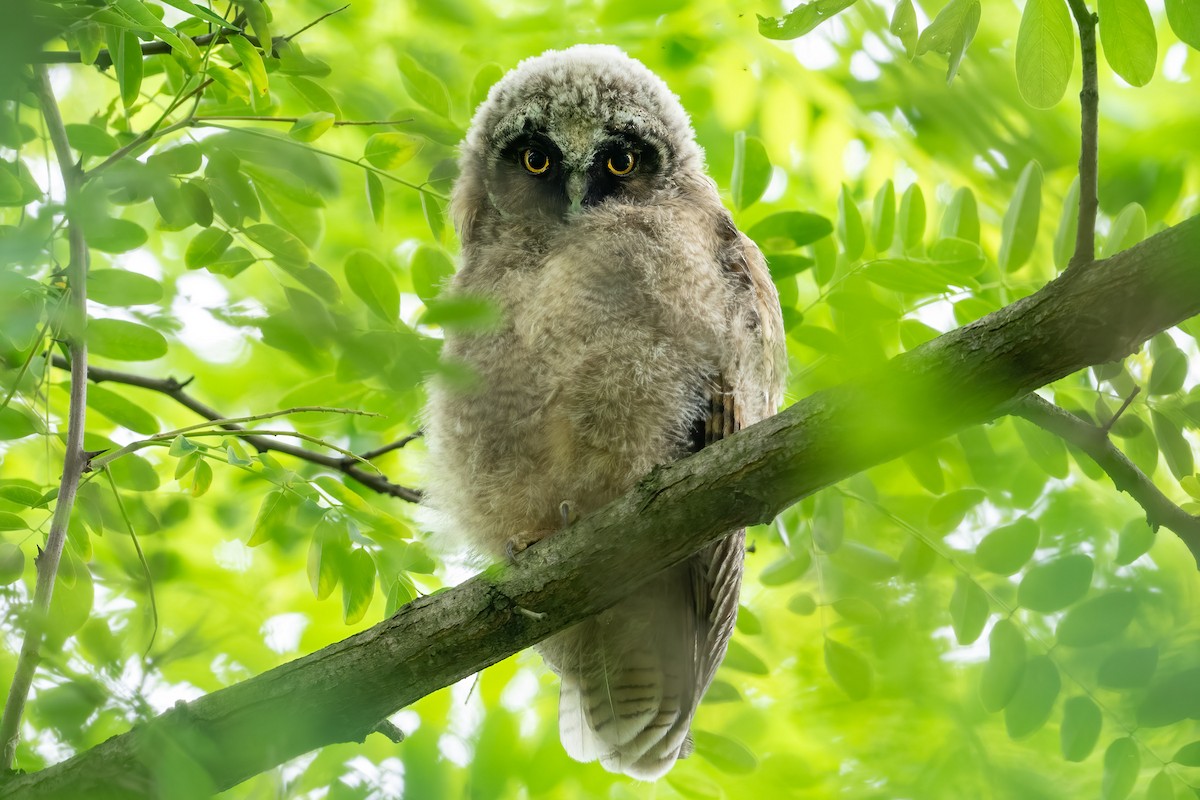 Long-eared Owl - ML620378346