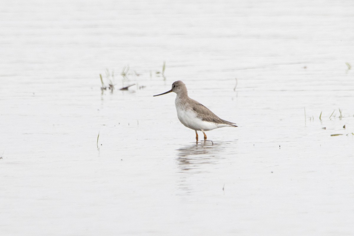 Terek Sandpiper - ML620378367