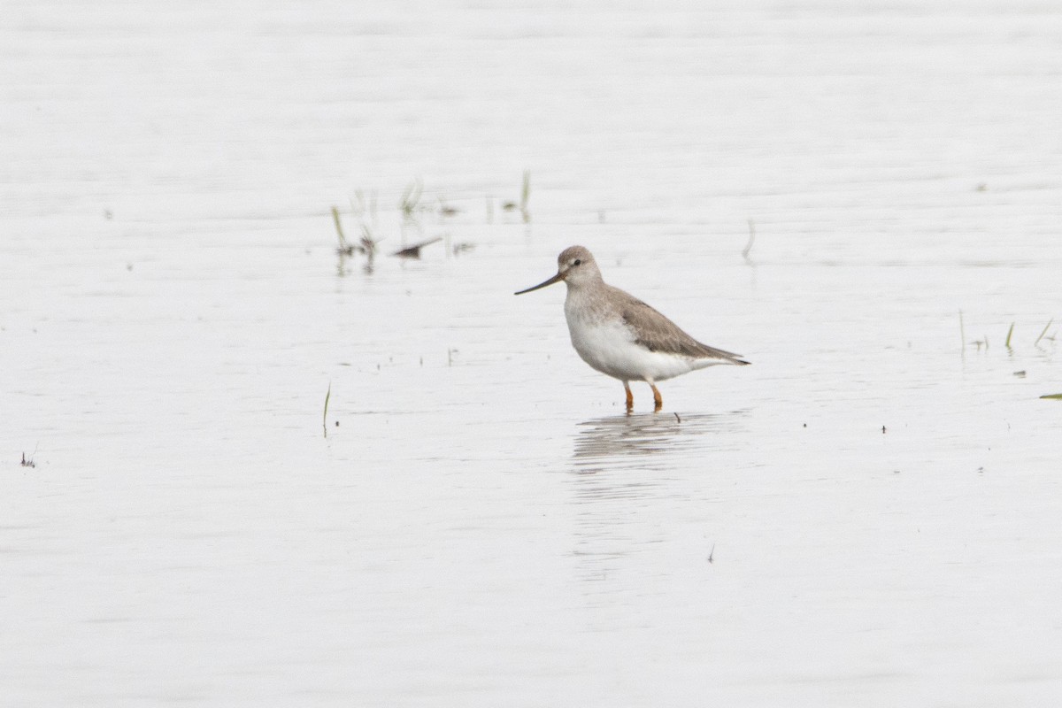 Terek Sandpiper - ML620378370