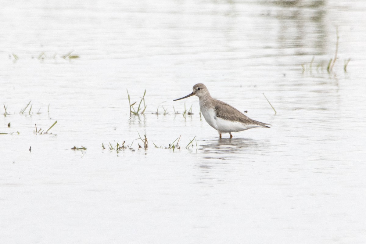 Terek Sandpiper - ML620378371