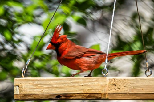 Cardenal Norteño - ML620378373