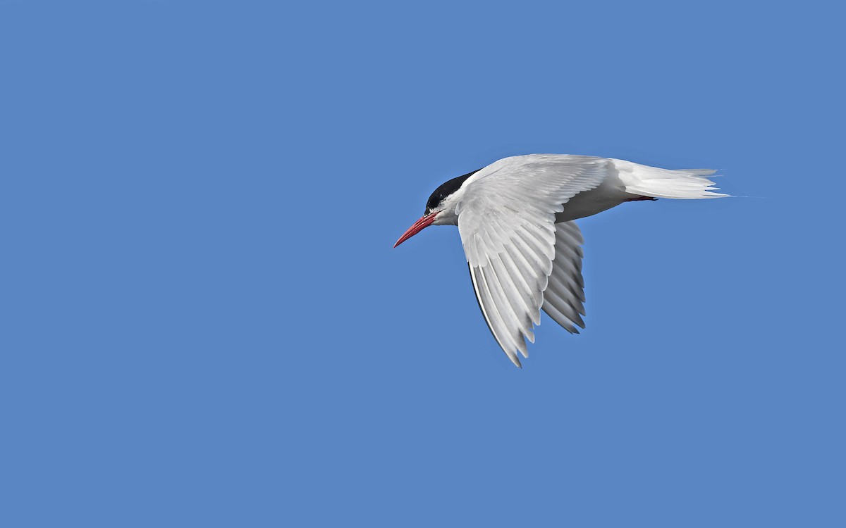 South American Tern - ML620378387