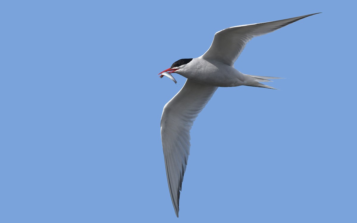 South American Tern - ML620378388