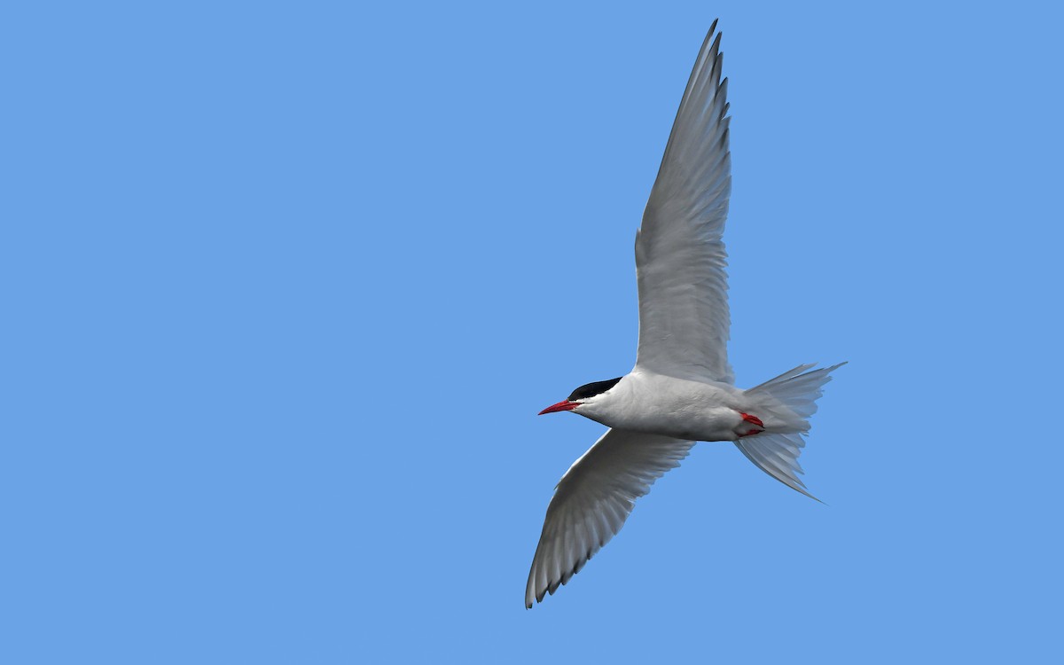 South American Tern - ML620378390