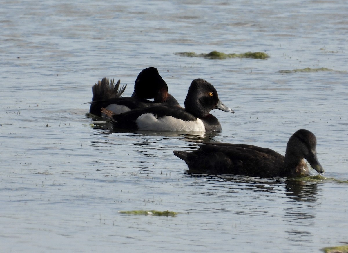 Ring-necked Duck - ML620378394