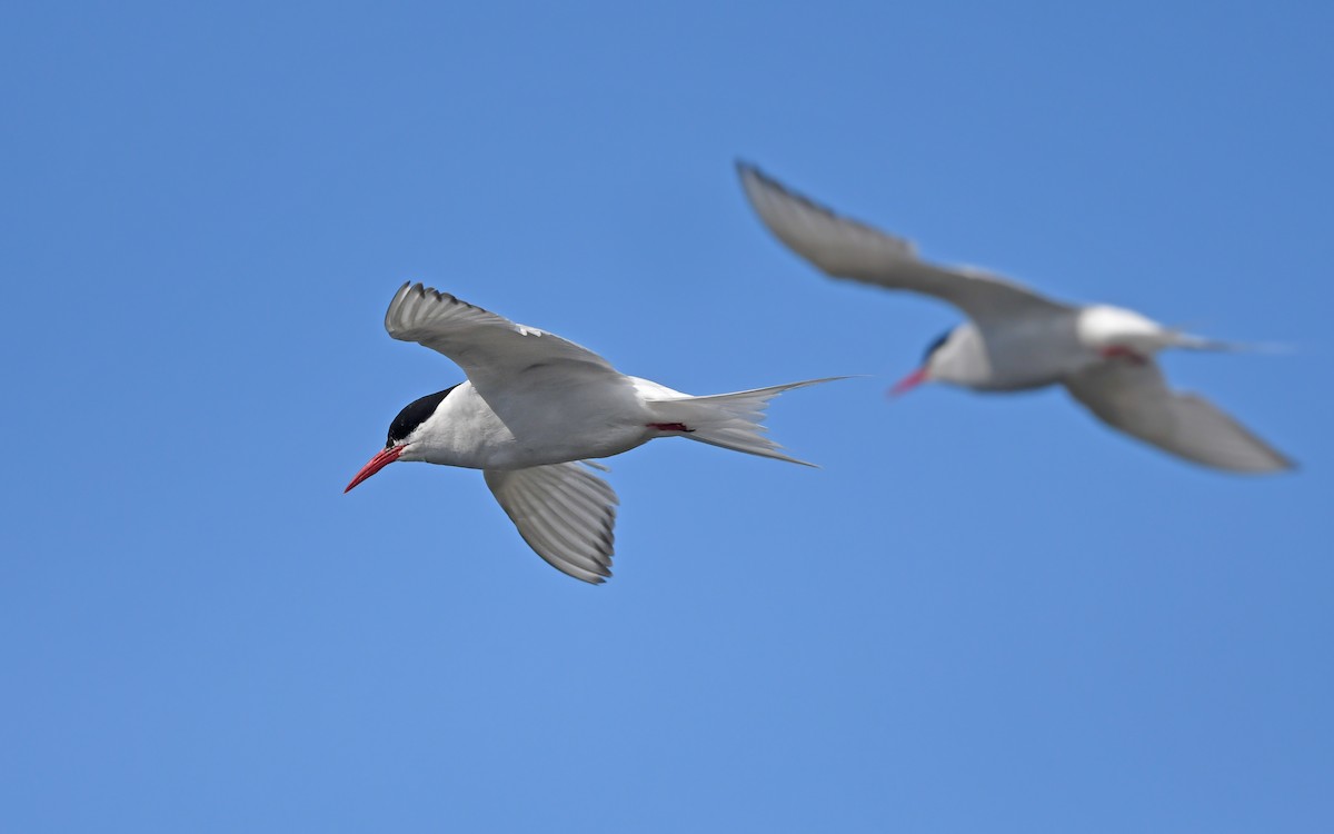 South American Tern - ML620378403