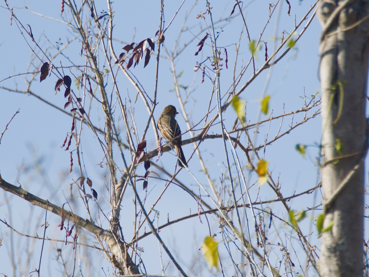 Nutting's Flycatcher - ML620378404