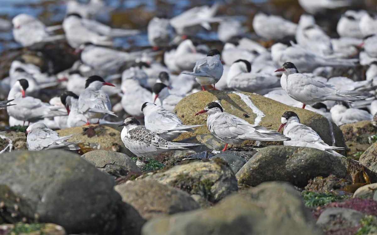 South American Tern - ML620378406