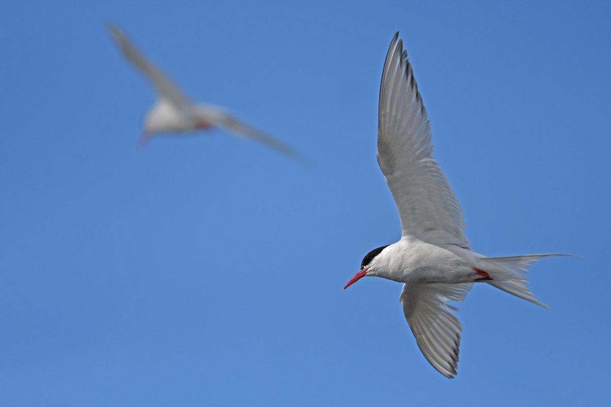 South American Tern - ML620378409