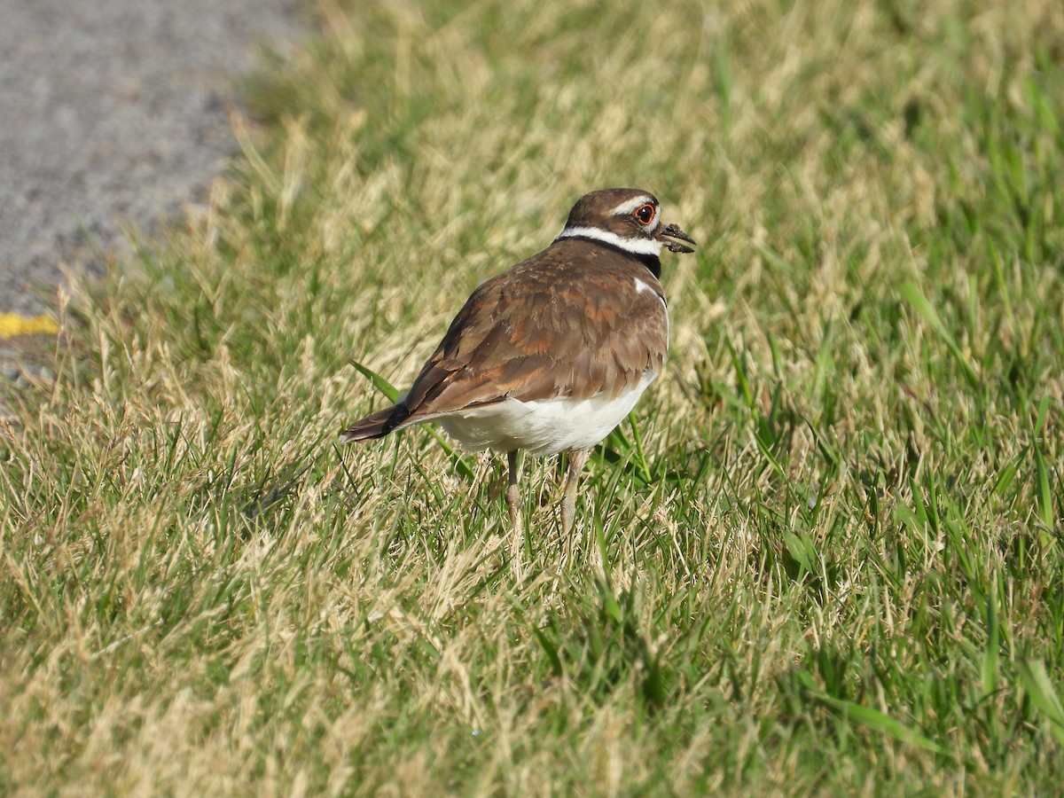 Killdeer - ML620378418