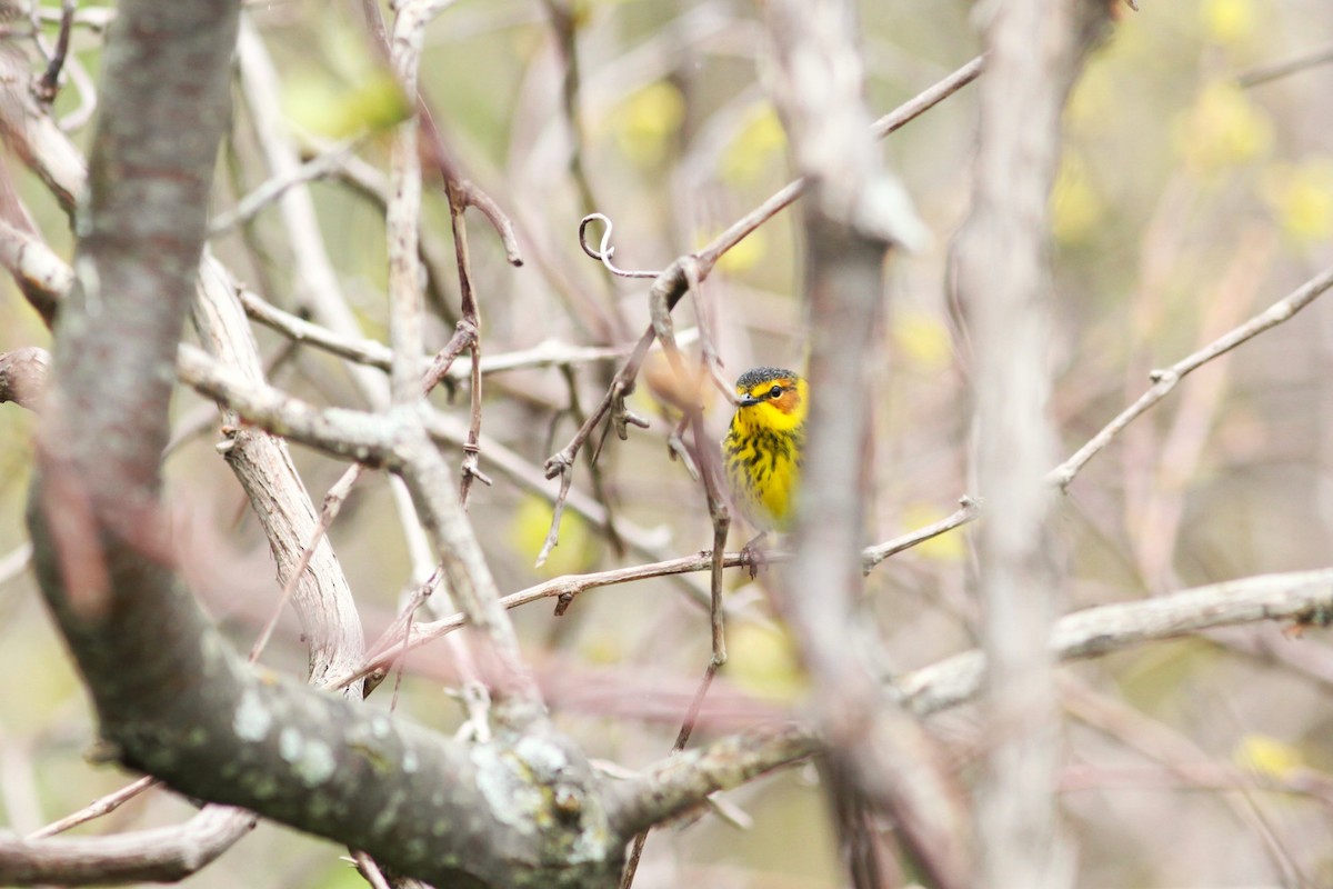 Cape May Warbler - ML620378433