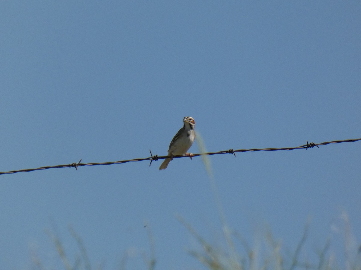 Lark Sparrow - ML620378470