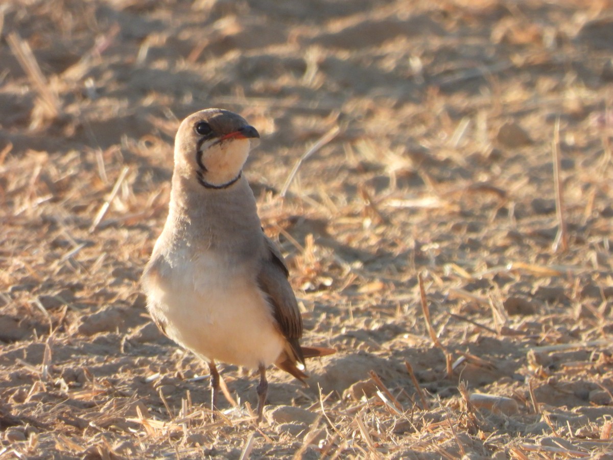 Collared Pratincole - ML620378473