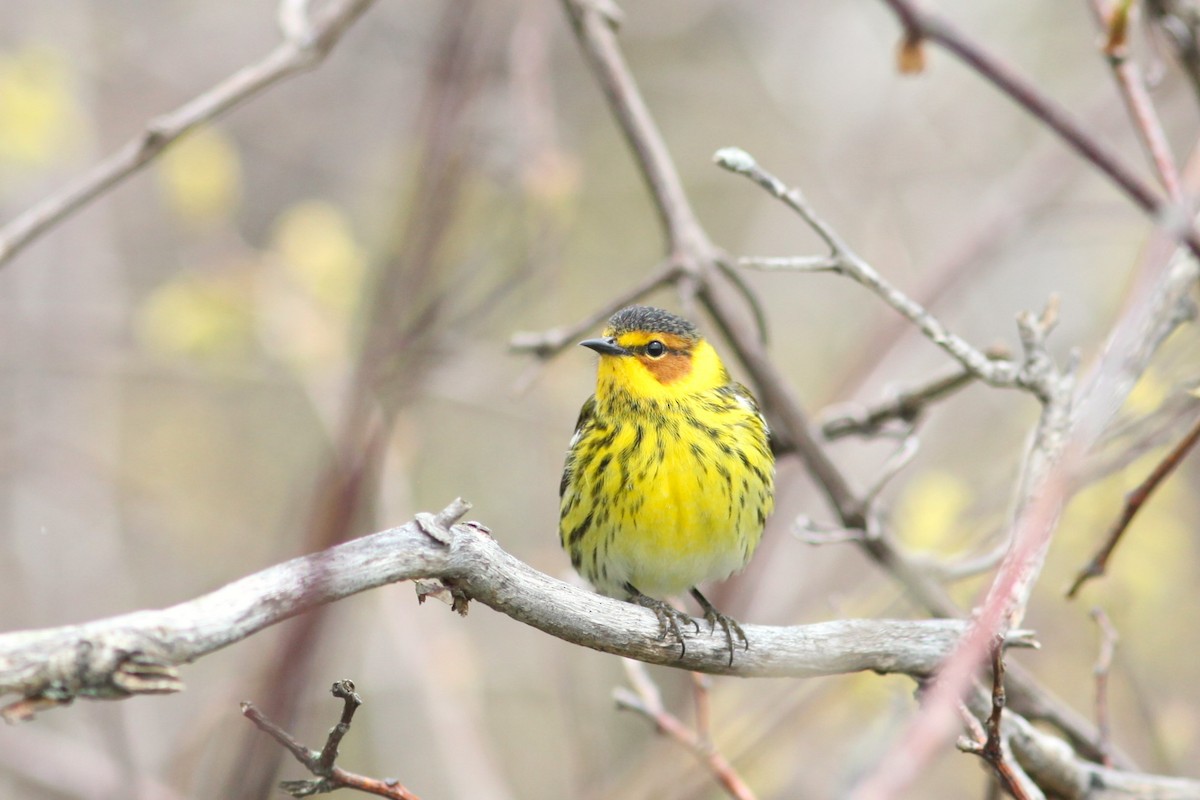 Cape May Warbler - ML620378481