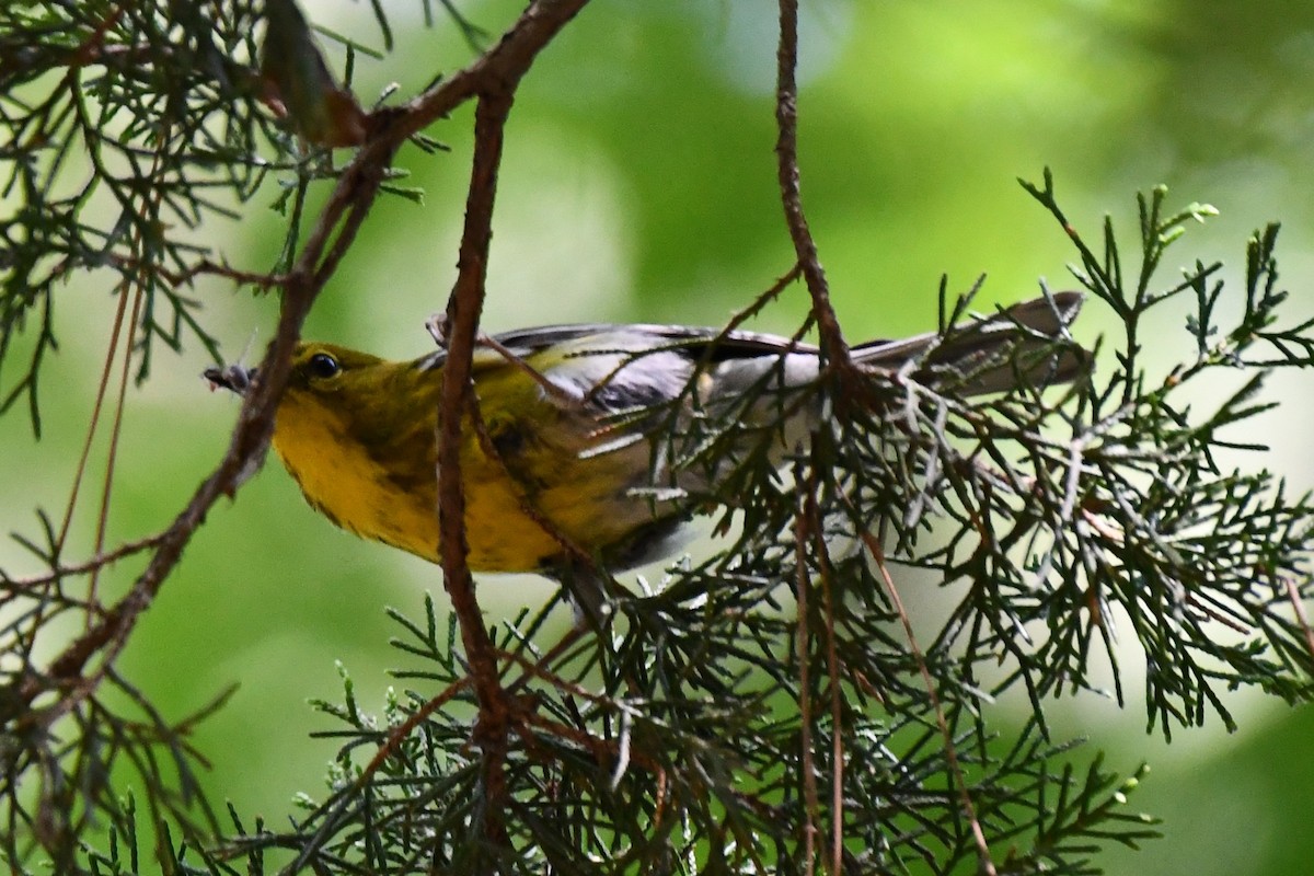 Pine Warbler - ML620378490