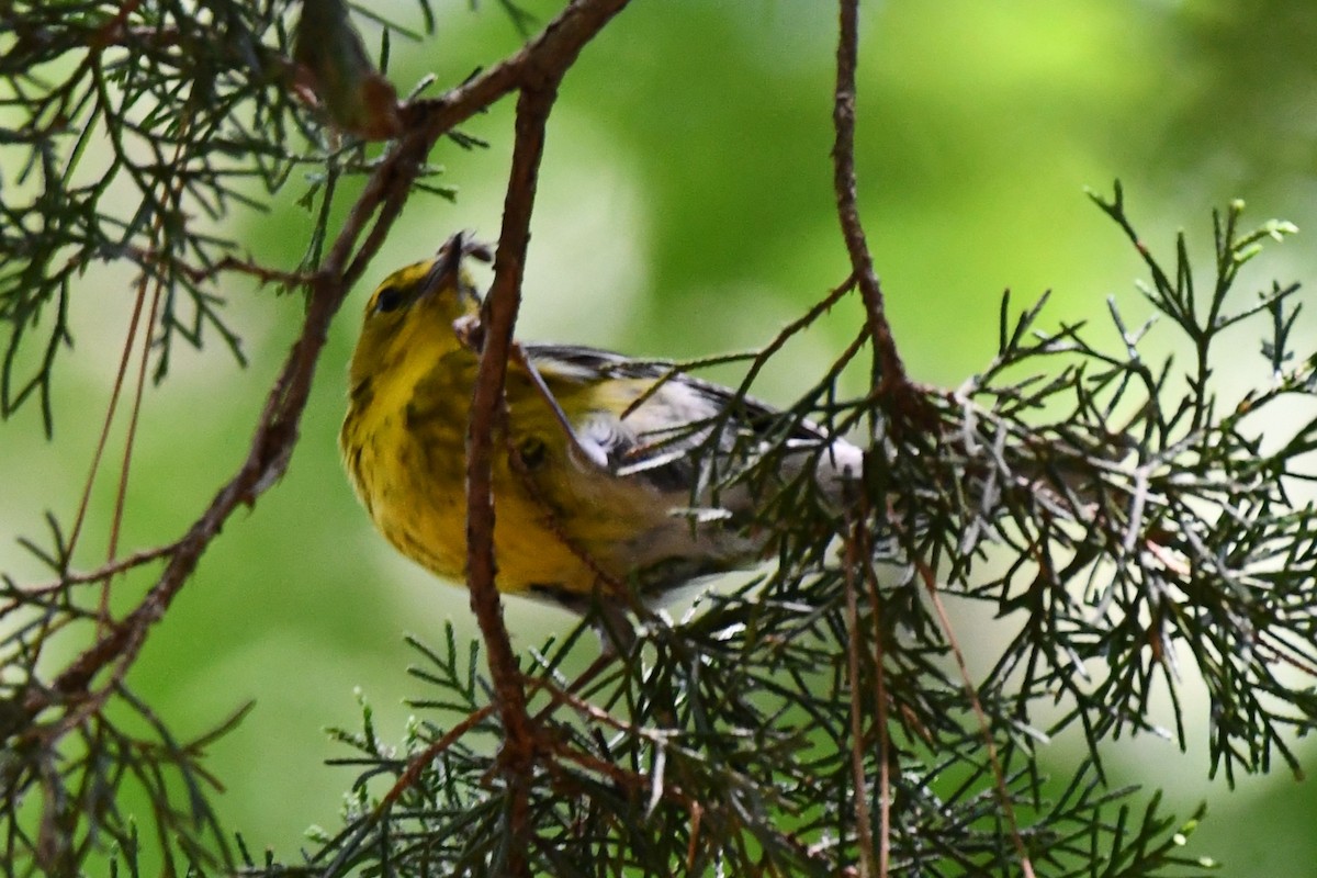 Pine Warbler - ML620378491