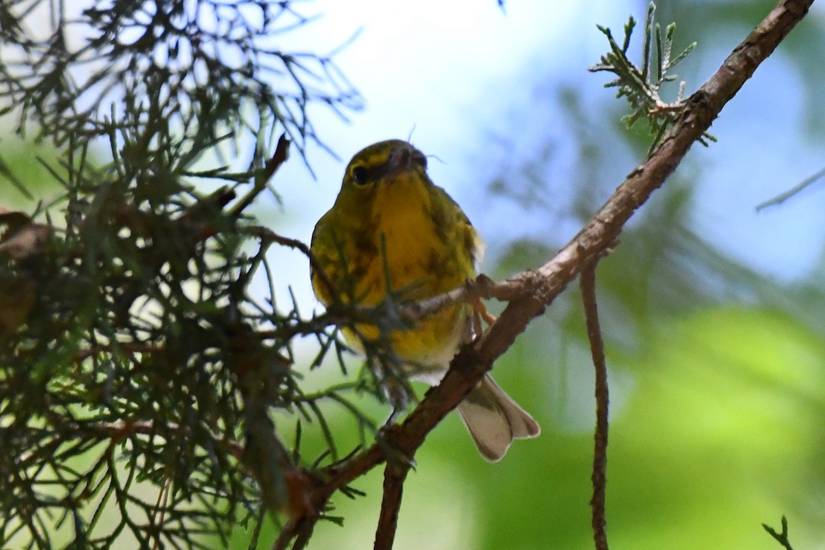 Pine Warbler - ML620378492