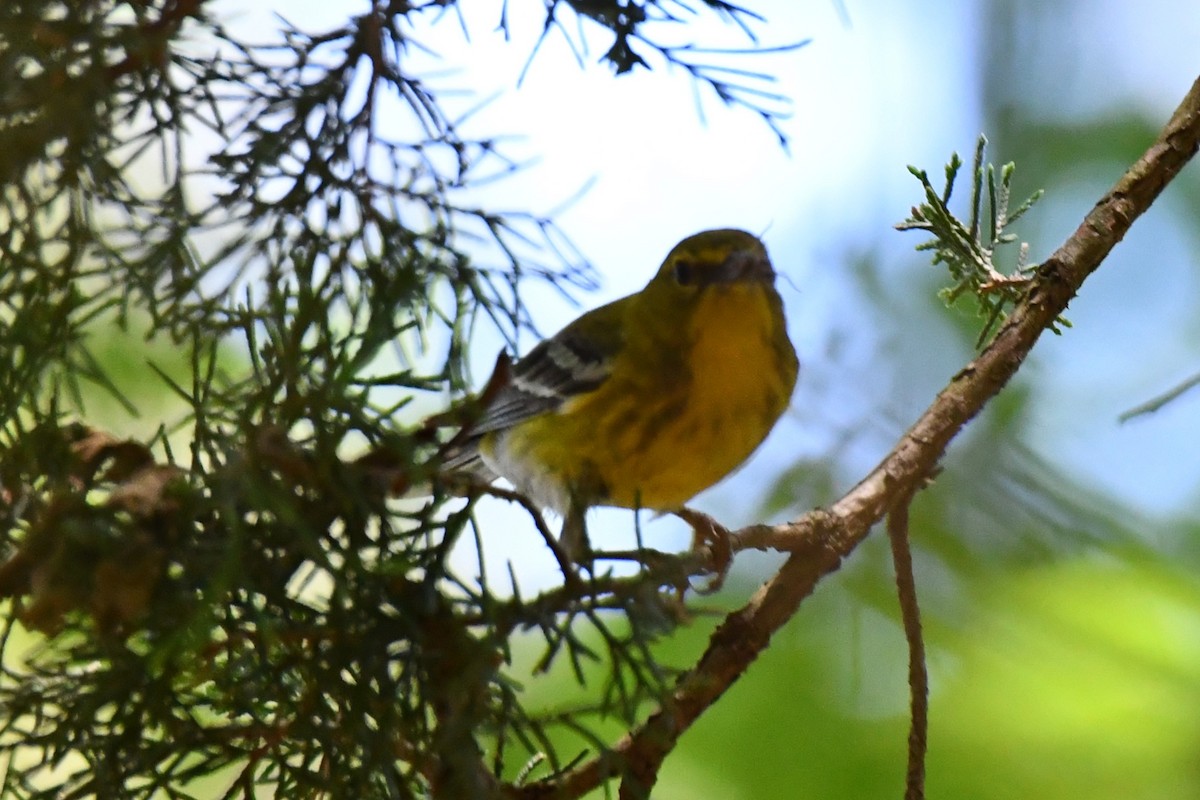 Pine Warbler - ML620378493