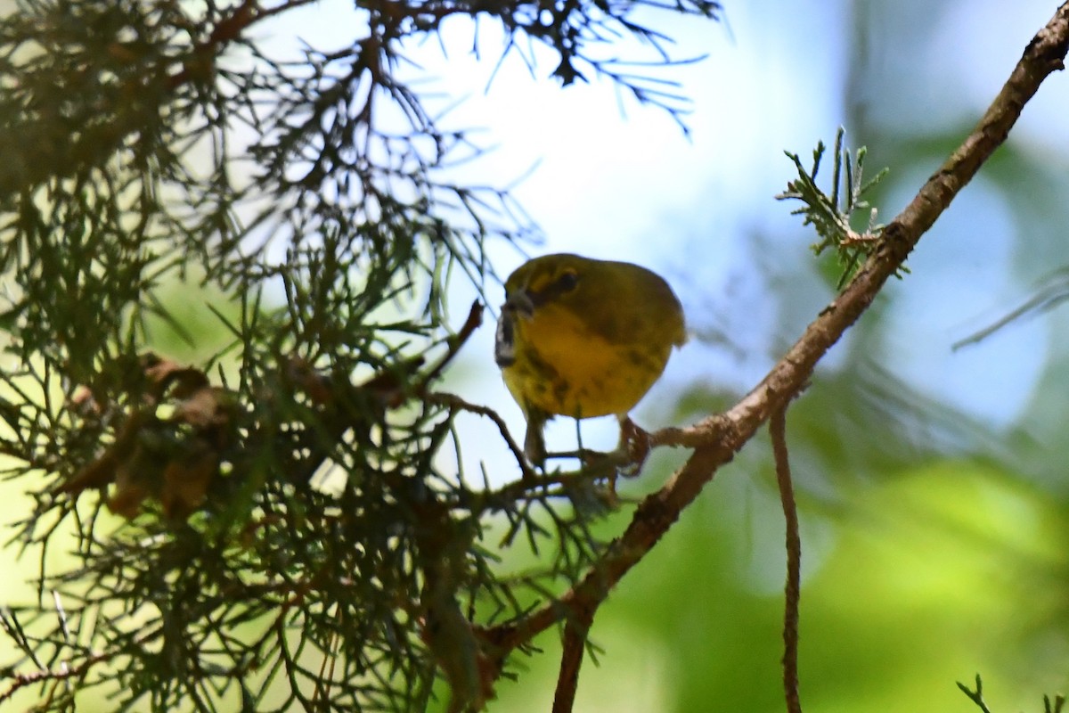 Pine Warbler - ML620378495