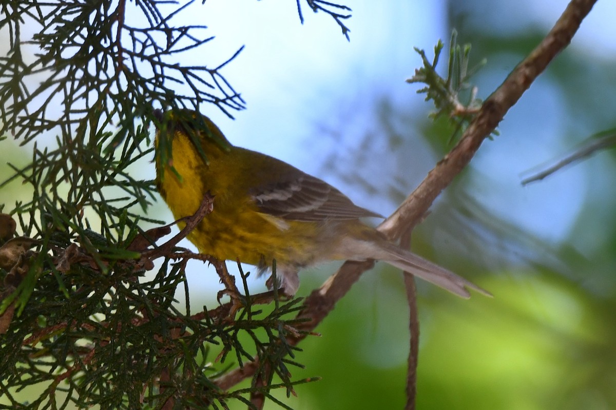 Pine Warbler - ML620378496