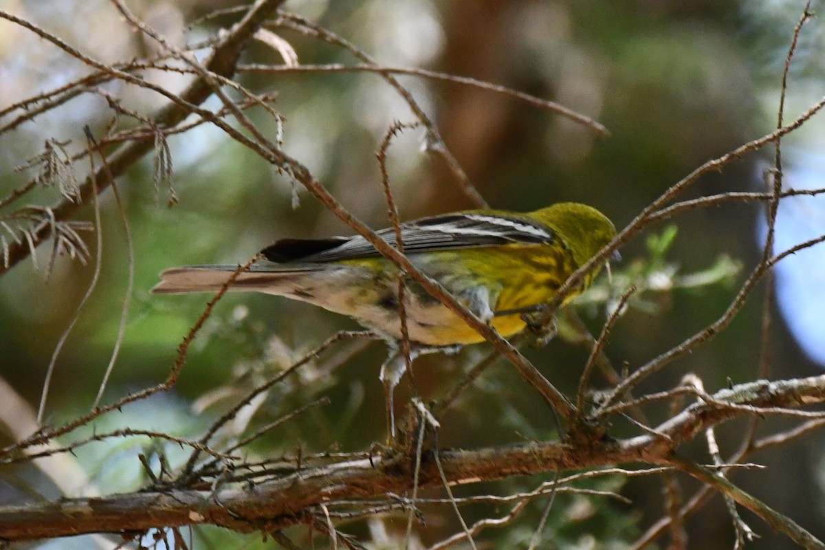 Pine Warbler - ML620378497