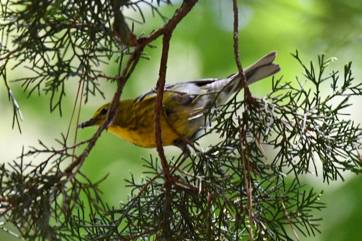 Pine Warbler - ML620378499