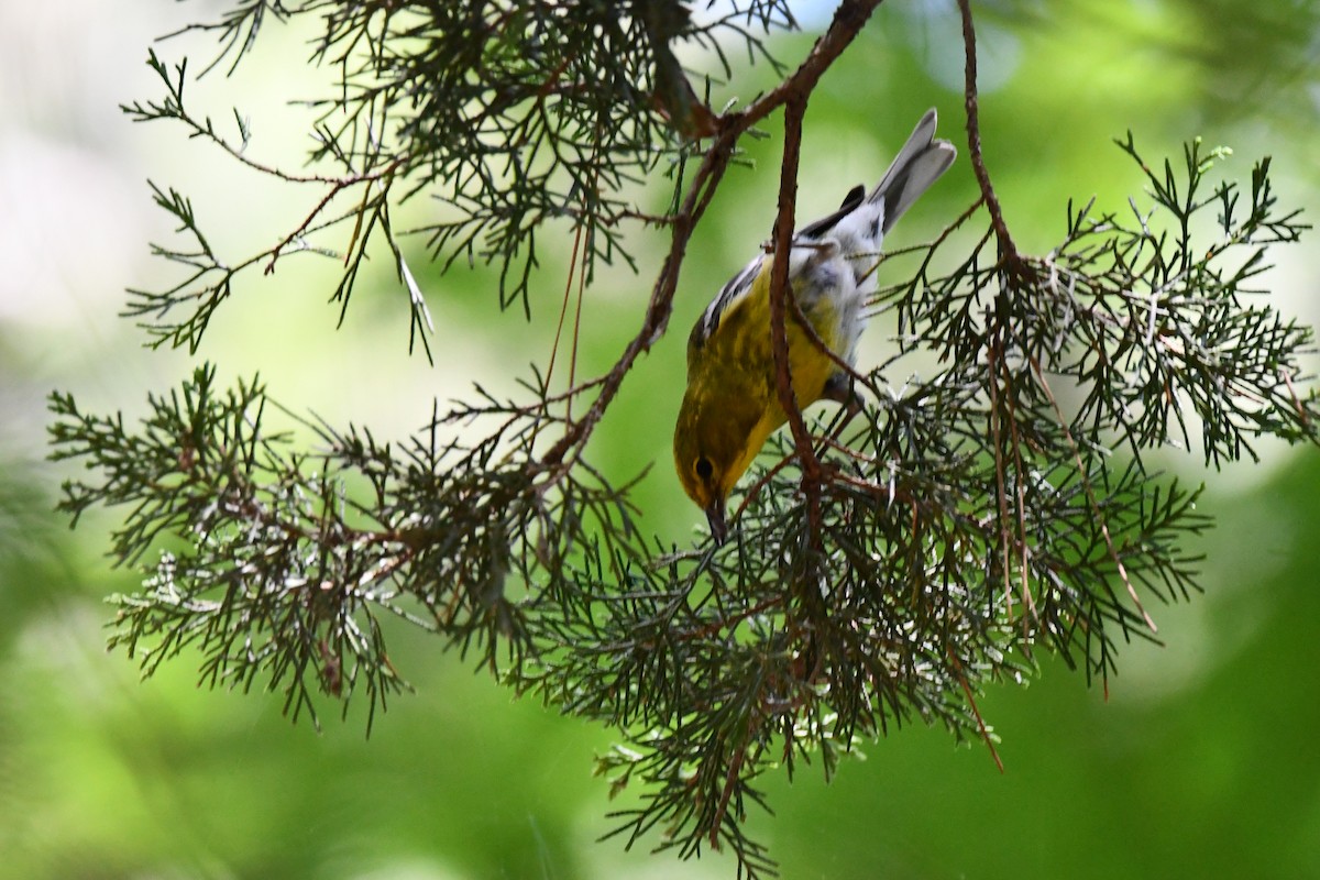 Pine Warbler - ML620378500