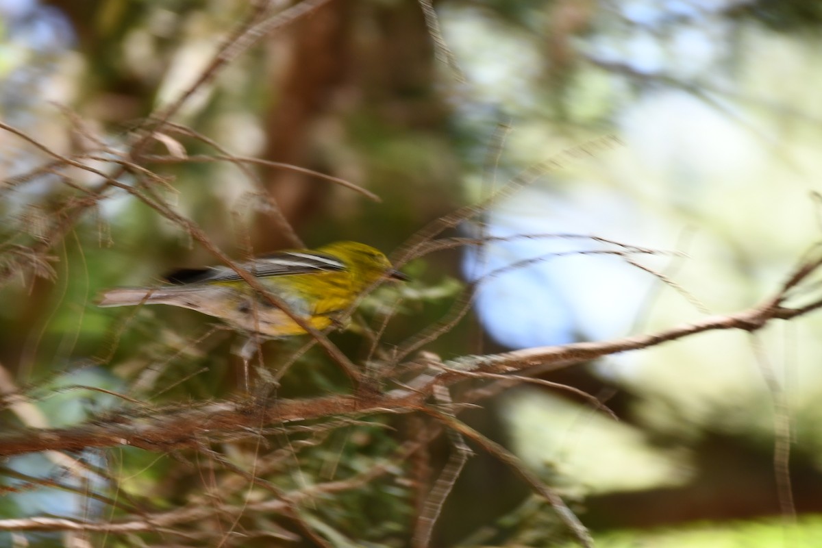 Pine Warbler - ML620378502