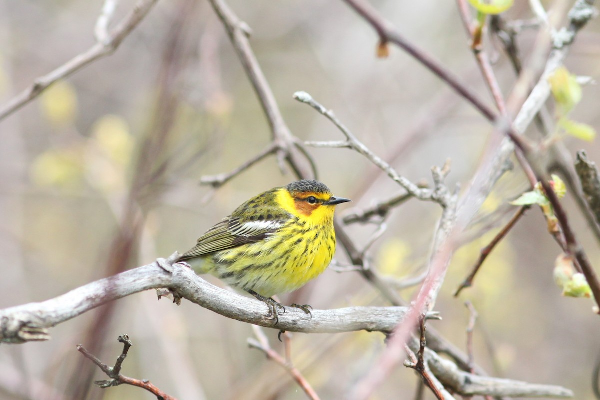 Cape May Warbler - ML620378509