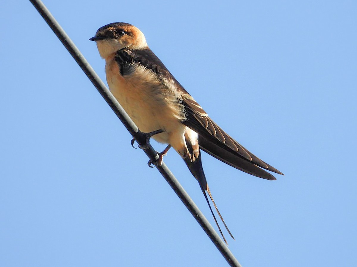 Red-rumped Swallow - ML620378514