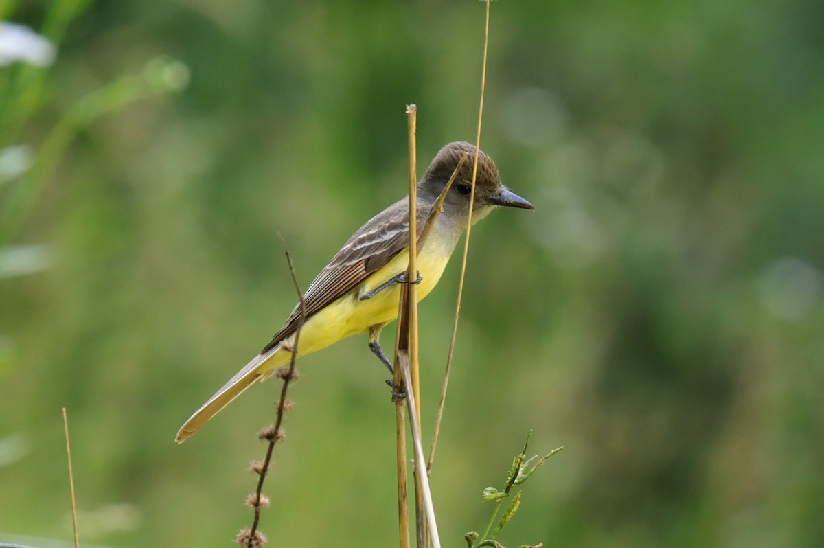 Great Crested Flycatcher - ML620378518