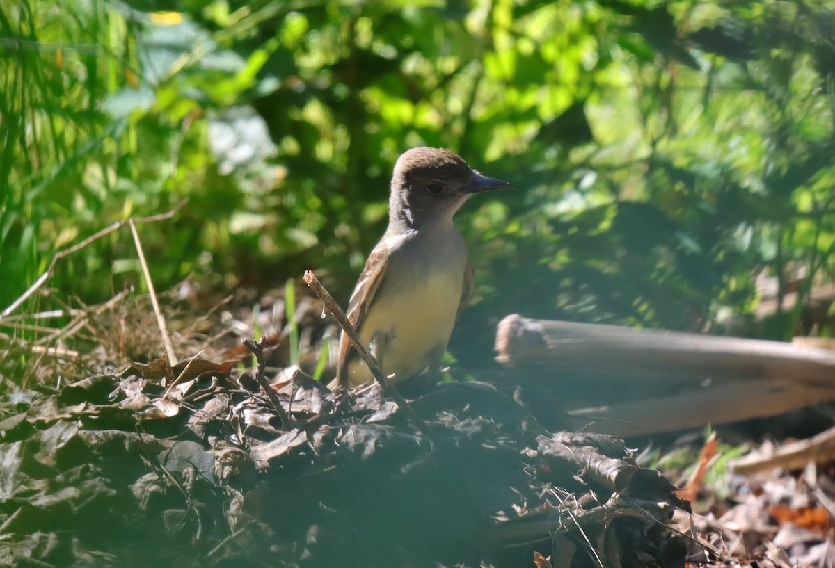 Great Crested Flycatcher - ML620378532