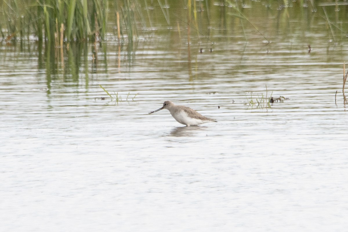 Terek Sandpiper - ML620378533