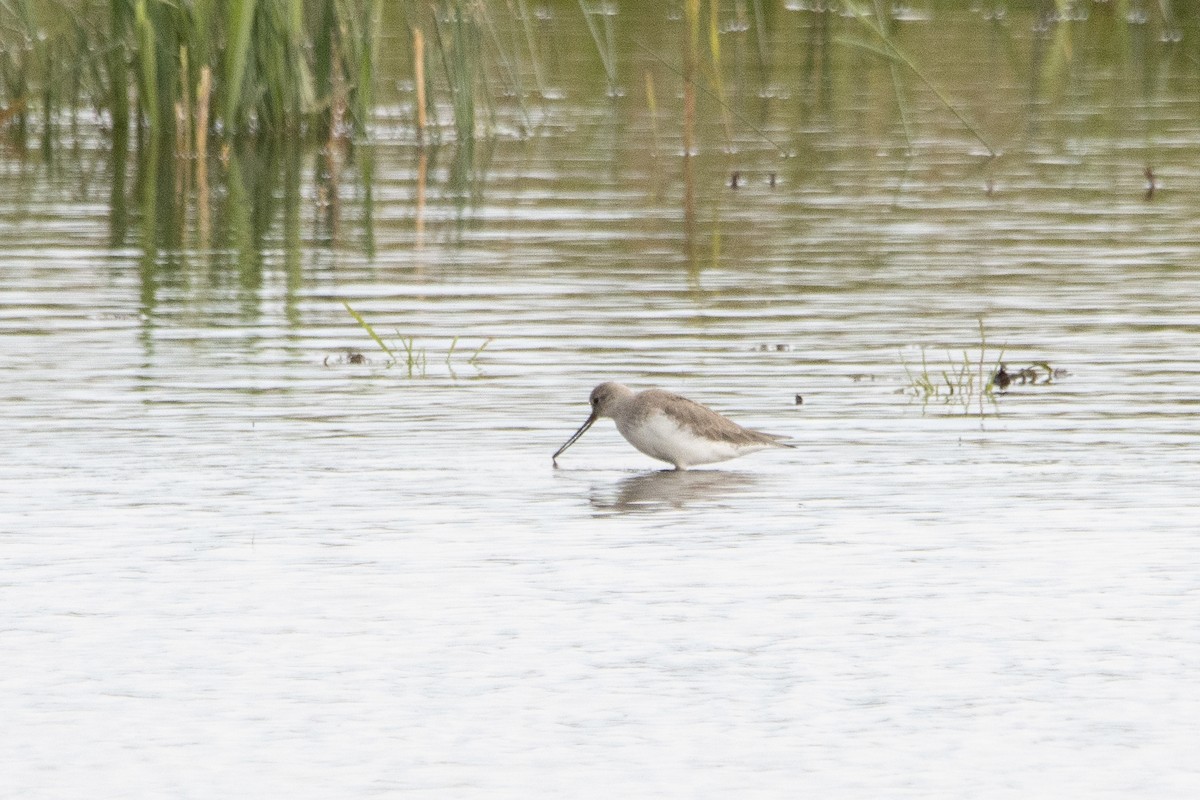 Terekwasserläufer - ML620378534