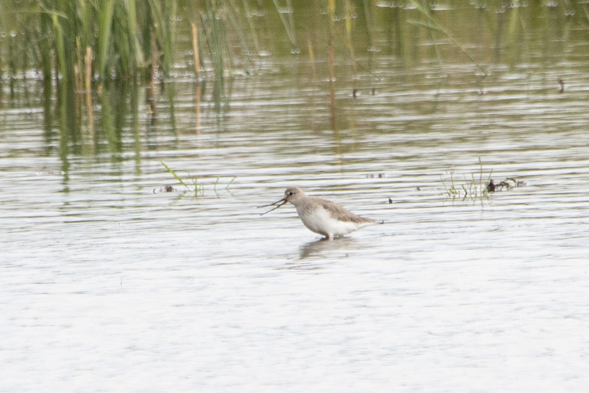 Terek Sandpiper - Letty Roedolf Groenenboom