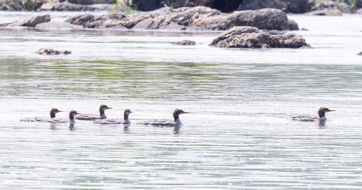 Common Merganser - ML620378543