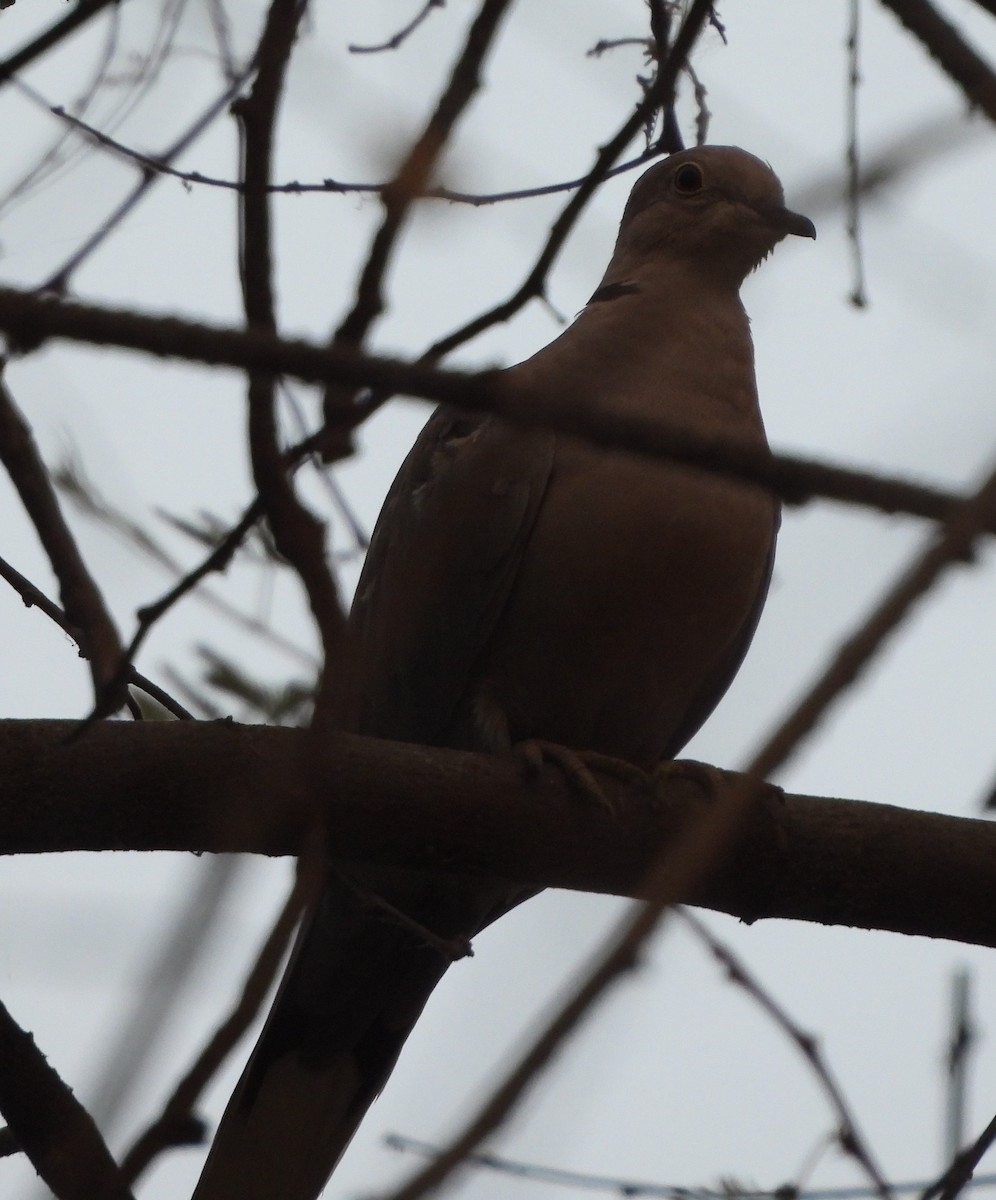 Eurasian Collared-Dove - ML620378559