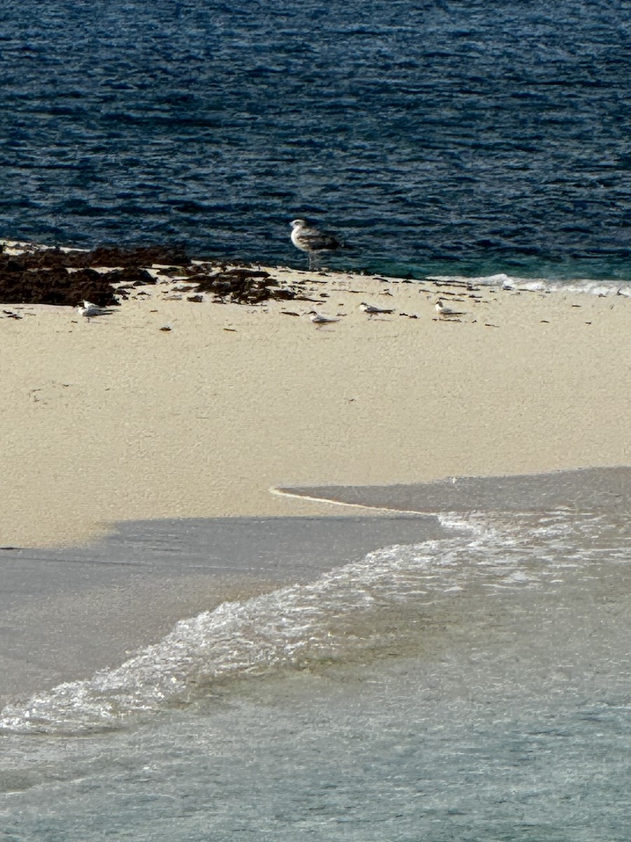 Lesser Black-backed Gull - Jason Hall