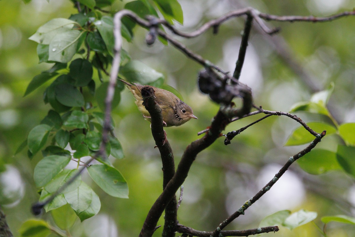 Connecticut Warbler - ML620378586