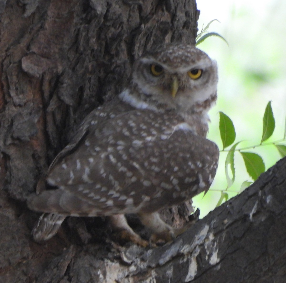 Spotted Owlet - ML620378591