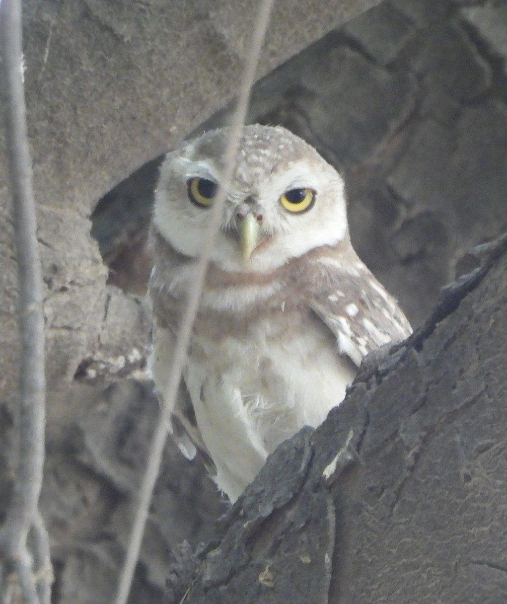 Spotted Owlet - ML620378592