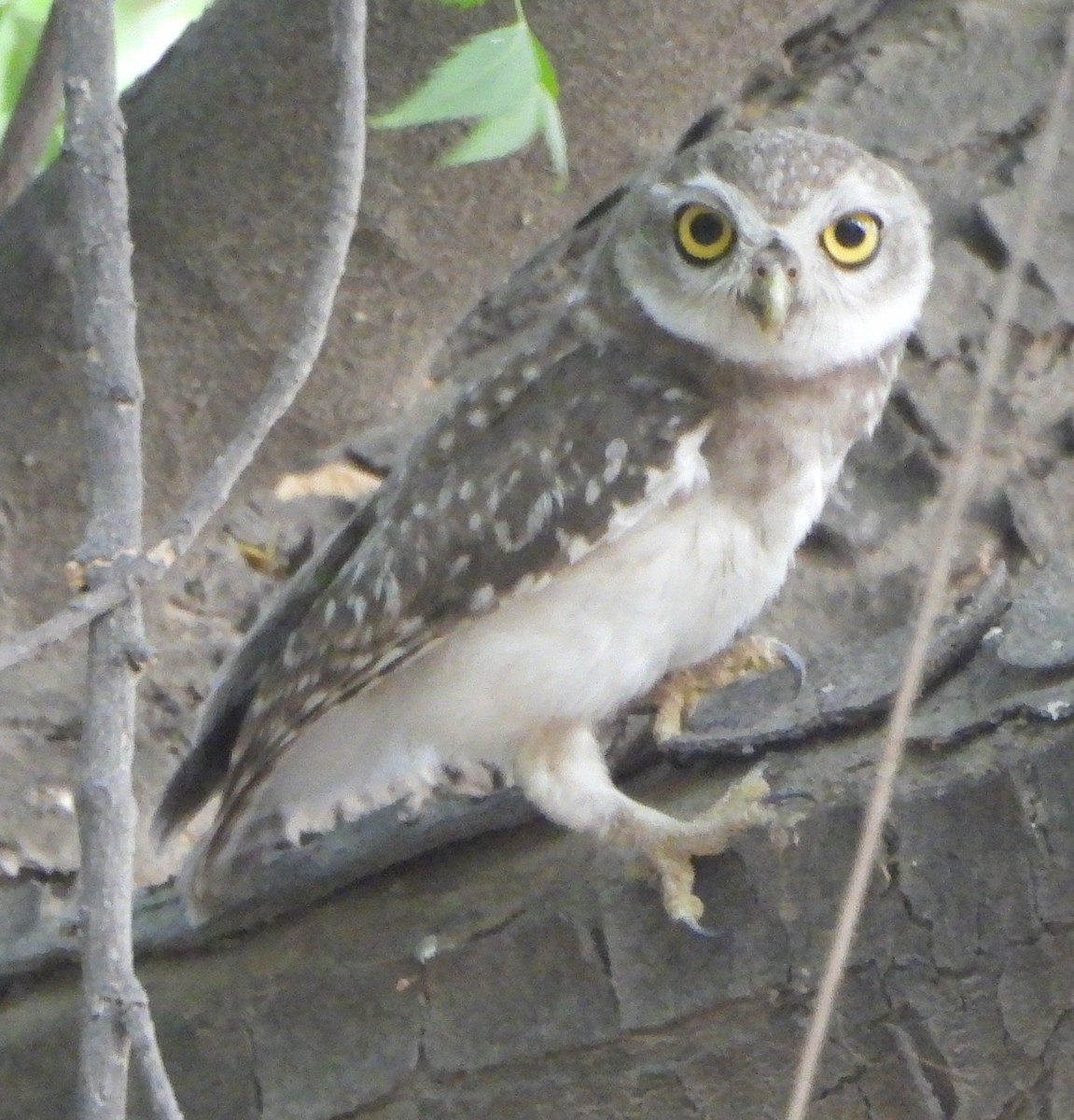 Spotted Owlet - ML620378593