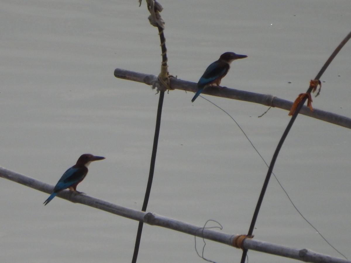 White-throated Kingfisher - ML620378598