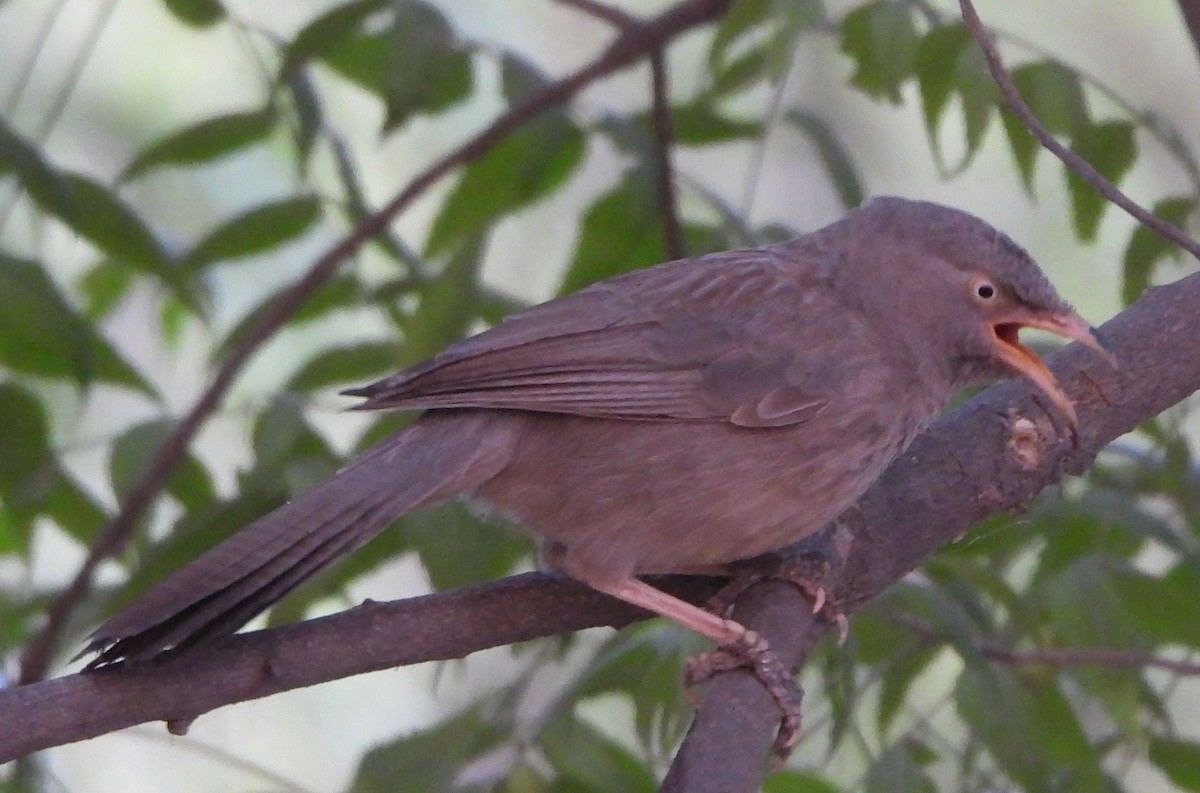 Jungle Babbler - ML620378613