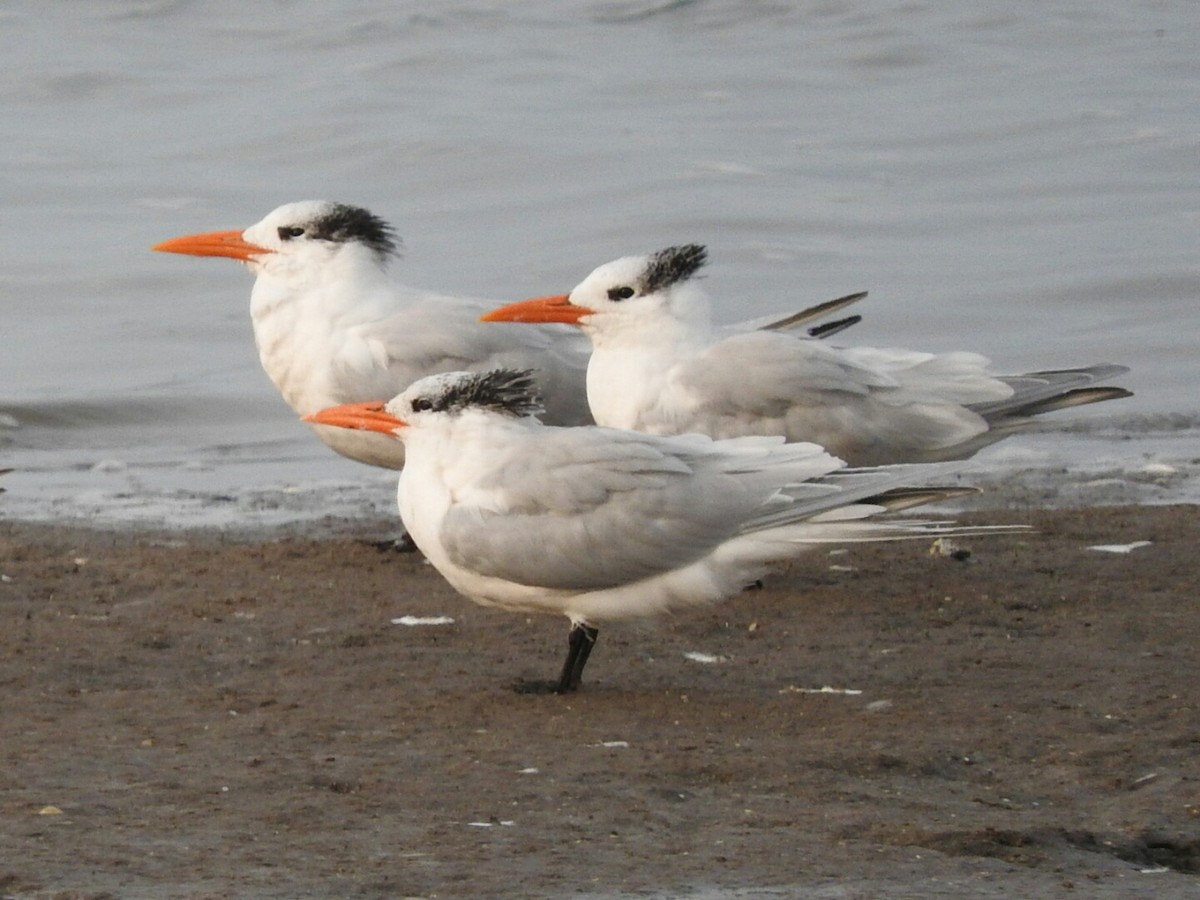 Royal Tern - ML620378616