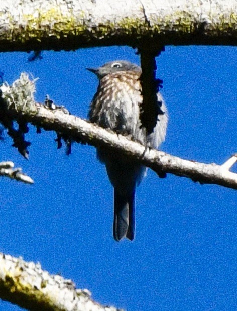 Western Bluebird - ML620378620