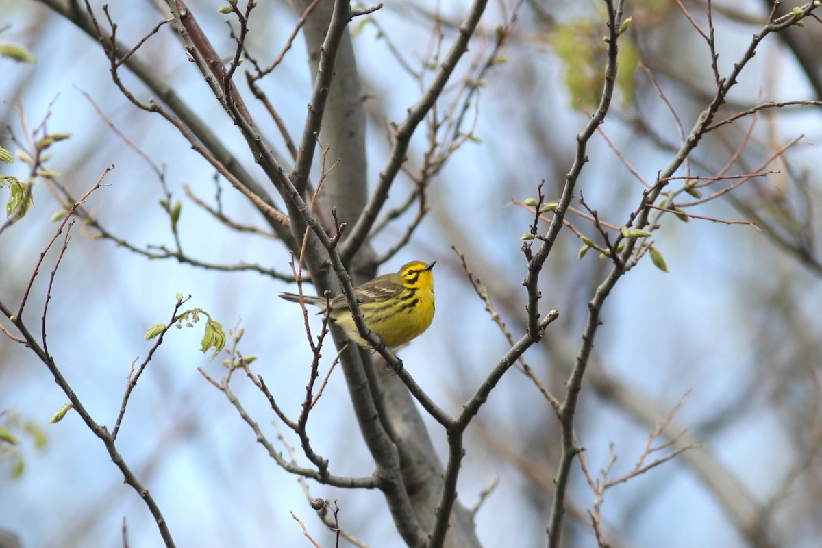 Prairie Warbler - ML620378623