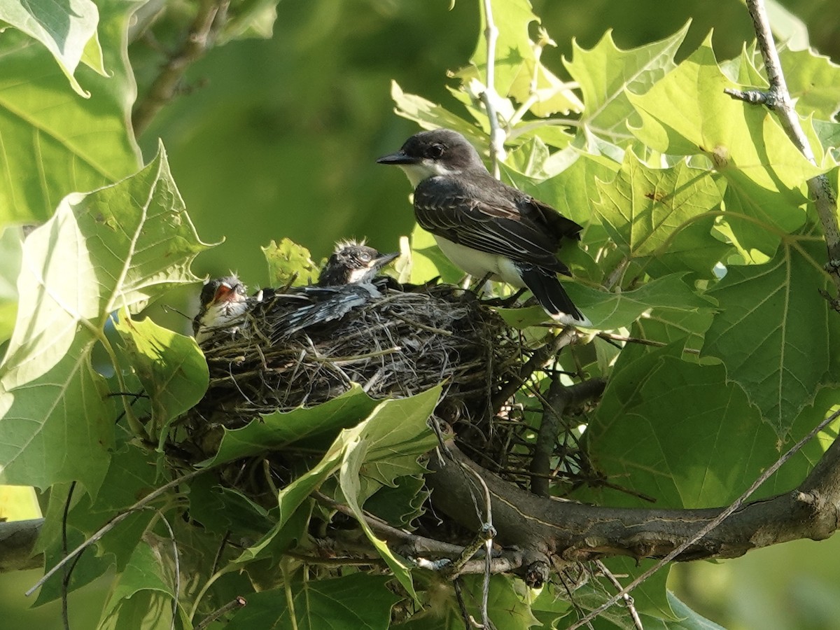 Eastern Kingbird - ML620378626